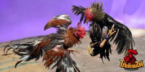 ข่าวไก่ชน