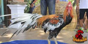 ข่าวไก่ชน