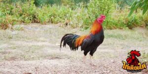 ข่าวไก่ชน