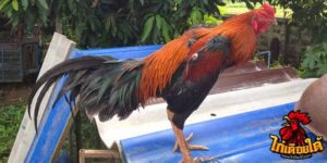 ข่าวไก่ชน