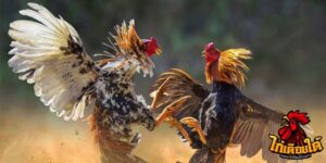 ข่าวไก่ชน