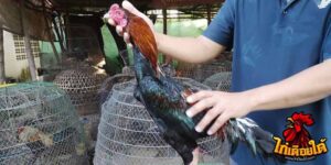 ข่าวไก่ชน