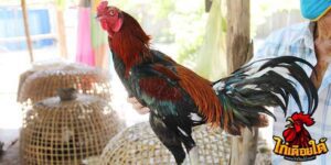 ข่าวไก่ชน