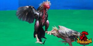 ข่าวไก่ชน