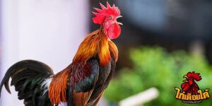 ข่าวไก่ชน