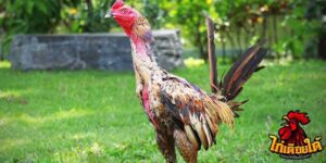 ข่าวไก่ชน