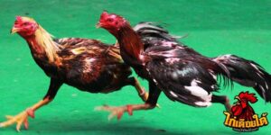 ข่าวไก่ชน