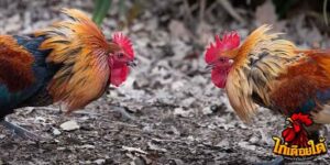ข่าวไก่ชน