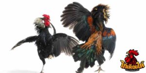 ข่าวไก่ชน