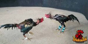 ข่าวไก่ชน