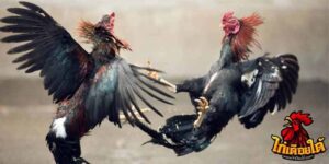 ข่าวไก่ชน