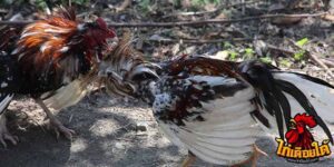 ข่าวไก่ชน