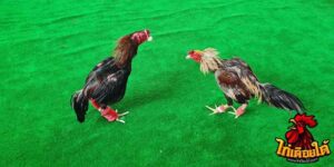 ข่าวไก่ชน