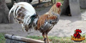 ข่าวไก่ชน