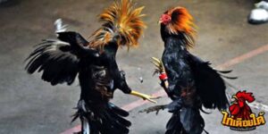 ข่าวไก่ชน