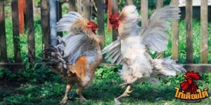 ข่าวไก่ชน