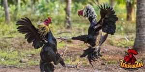ข่าวไก่ชน