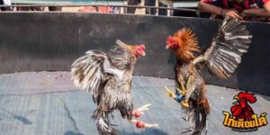 ข่าวไก่ชน