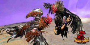 ข่าวไก่ชน