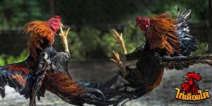 ข่าวไก่ชน