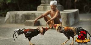ข่าวไก่ชน