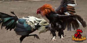 ข่าวไก่ชน