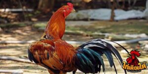 ข่าวไก่ชน