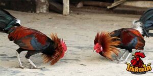 ข่าวไก่ชน