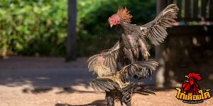 ข่าวไก่ชน