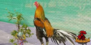 ข่าวไก่ชน