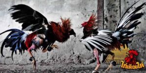 ข่าวไก่ชน