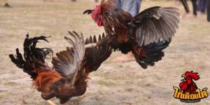 ข่าวไก่ชน