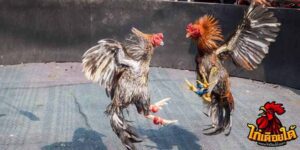 ข่าวไก่ชน
