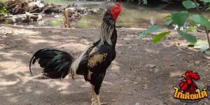 ข่าวไก่ชน