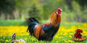 ข่าวไก่ชน