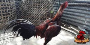 ข่าวไก่ชน