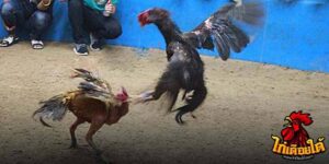 ข่าวไก่ชน