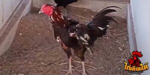 ข่าวไก่ชน