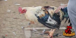 ข่าวไก่ชน