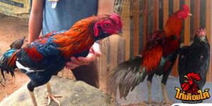 ข่าวไก่ชน