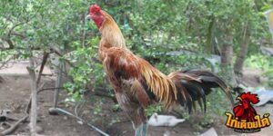ข่าวไก่ชน