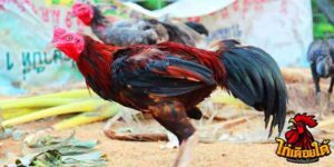 ข่าวไก่ชน