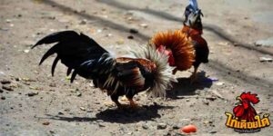 ข่าวไก่ชน