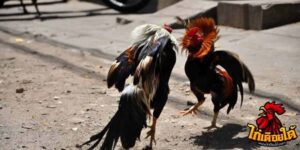 ข่าวไก่ชน