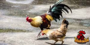 ข่าวไก่ชน