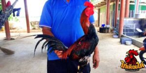 ข่าวไก่ชน