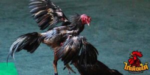 ข่าวไก่ชน