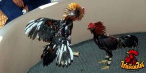 ข่าวไก่ชน