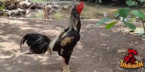 ข่าวไก่ชน