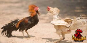 ข่าวไก่ชน